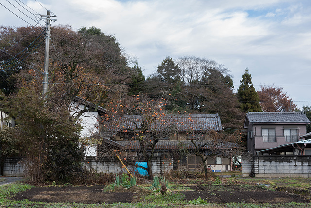Persimmon tree and houses
