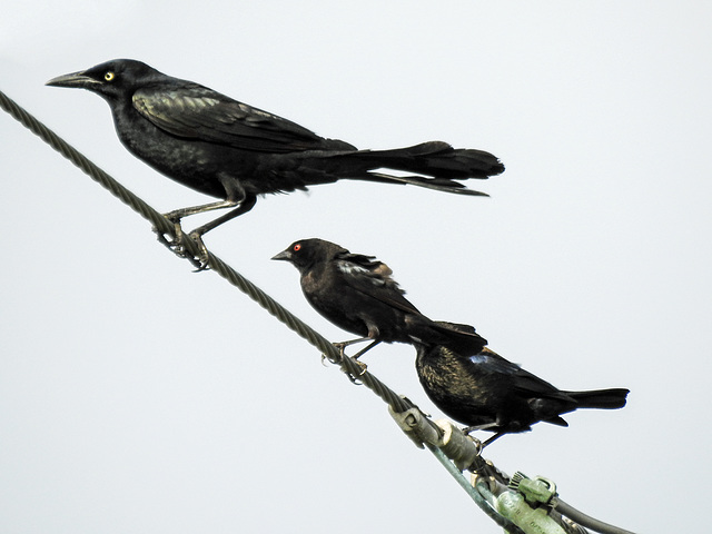 Day 5, Great-tailed Grackle & Bronzed Cowbirds