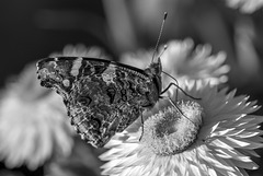 Red Admiral 03