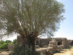 Old olive tree.