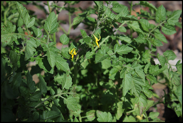 Solanum racemiflorum (3)