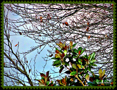 Leaves and Branches.