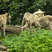 20210709 1484CPw [D~OS] Hudson Bay Wolf (Canis lupus hudsonicus), Kleinblütiges Springkraut (Impatiens parviflora)Zoo Osnabrück