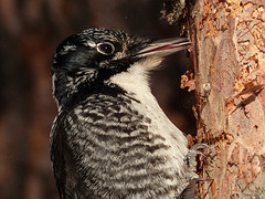 Rare (in Alberta) American Three-toed Woodpecker