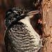 Rare (in Alberta) American Three-toed Woodpecker