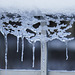Lacy curtain of ice