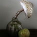 parasol mushroom and apple