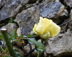 Ma rose sous la pluie du mois de février