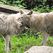20210709 1485CPw [D~OS] Hudson Bay Wolf, Zoo Osnabrück