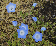 Fløya flowers 2