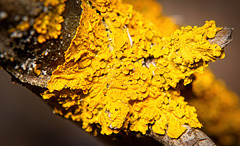 Die kleinen Details der gelben Flechten :))  The little details of the yellow lichen :))  Les petits détails des lichens jaunes :))