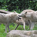 20210709 1486CP~V [D~OS] Hudson Bay Wolf, Zoo Osnabrück