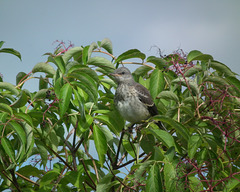 moqueur polyglotte juvénile / young northern mockingbird