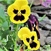 Pansy Faces.