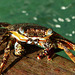 Crab on the pier at Blue Waters Inn, Tobago