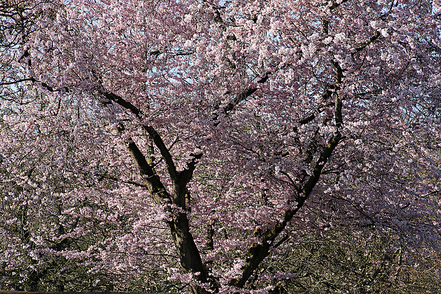 Japanische Kirschblüte wie jedes Jahr ...