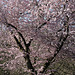 Japanische Kirschblüte wie jedes Jahr ...