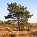20210224 9957CPw [D~MI] Kiefer (Pinus sylvestris) [Föhre], Großes Torfmoor, Hille