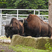 20210709 1490CPw [D~OS] Wald-Bison, Zoo Osnabrück