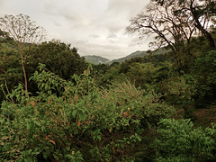 Rainforest of the Arima Valley, Trinidad