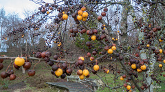 No birds seem to favour crab apples, ripe or rotten
