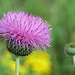 Day 5, Thistle, King Ranch, Norias Division, South Texas, US
