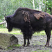 20210709 1492CPw [D~OS] Wald-Bison, Zoo Osnabrück
