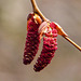 Balsam or Hybrid Poplar catkins