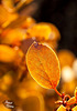 30/366: Glowing Manzanita Leaf