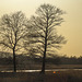20210224 9959CPw [D~MI] Stiel-Eiche (Quercus robur), Großes Torfmoor, Hille