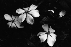 Gardenia jasminoldes