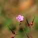 Herb-robert (Geranium robertianum)
