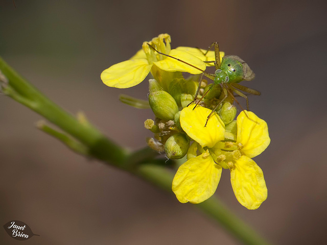 275/366: Bug on Mustard Blossoms