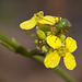 275/366: Bug on Mustard Blossoms