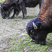 20210709 1493CPw [D~OS] Wald-Bison, Zoo Osnabrück