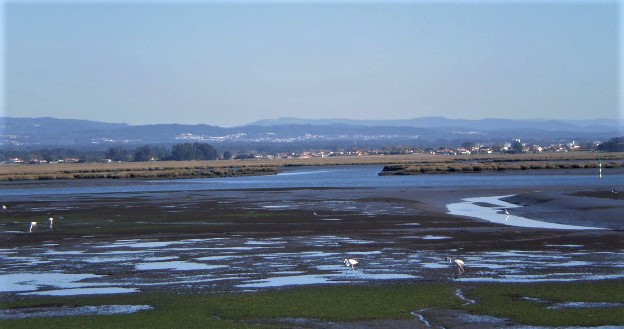 Flamingos on the north of Aveiro Ria.