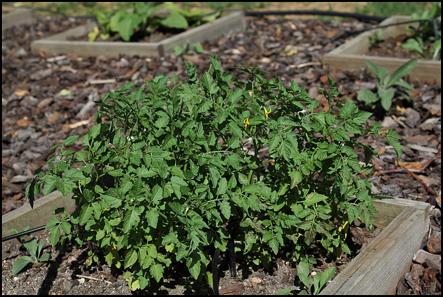 Solanum racemiflorum (4)