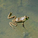 frog st bruno aug 2022 DSC 5275 edited