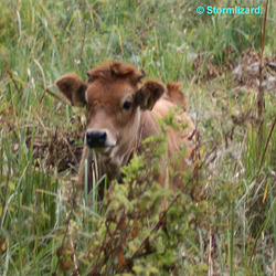 How now - Brown Cow O08-02