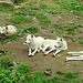 20210709 1495CPw [D~OS] Hudson Bay Wolf, Zoo Osnabrück
