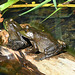 frogs on a log aug 2022 st bruno DSC 5284