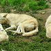 20210709 1496CPw [D~OS] Hudson Bay Wolf, Zoo Osnabrück