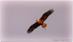 Sunrise Eagle