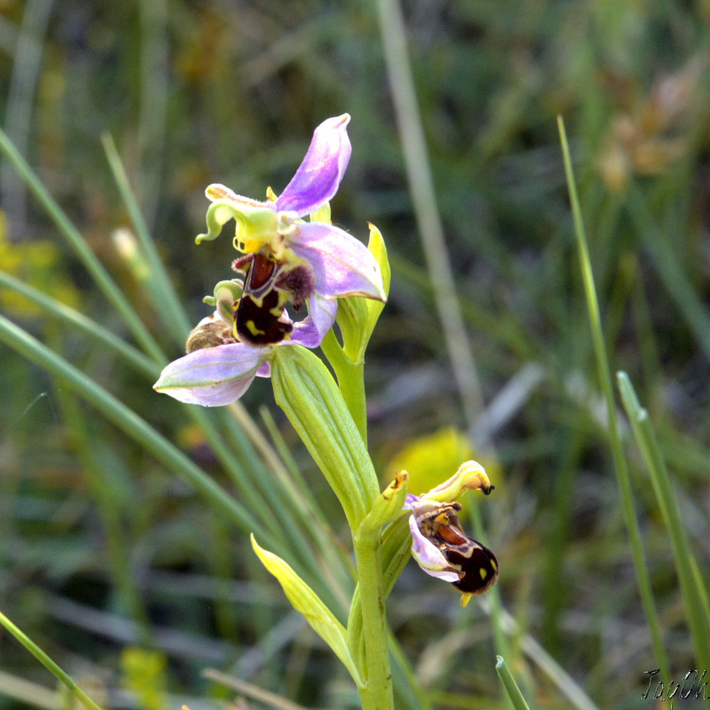 Bee Orchid at Thornham