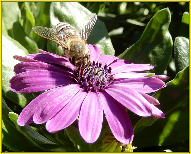 Biene auf Kapmargerite
