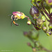 Bloomed Furrow Bee