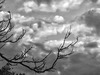 branches and clouds