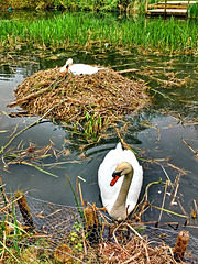 Nesting swans