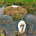 Nesting swans