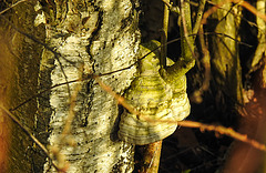 20210224 9965CPw [D~MI] Moor-Birke (Betula pubescens), Birkensporling, Großes Torfmoor, Hille